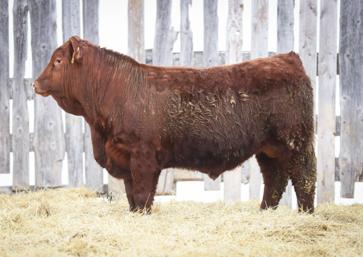 bull